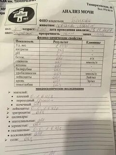 Как пишется белок в анализе