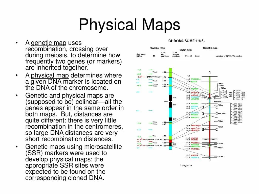 Mapping types. Genome Map. Gene Mapping. Genetic Map of the Human chromosome. DNA Markers Types.