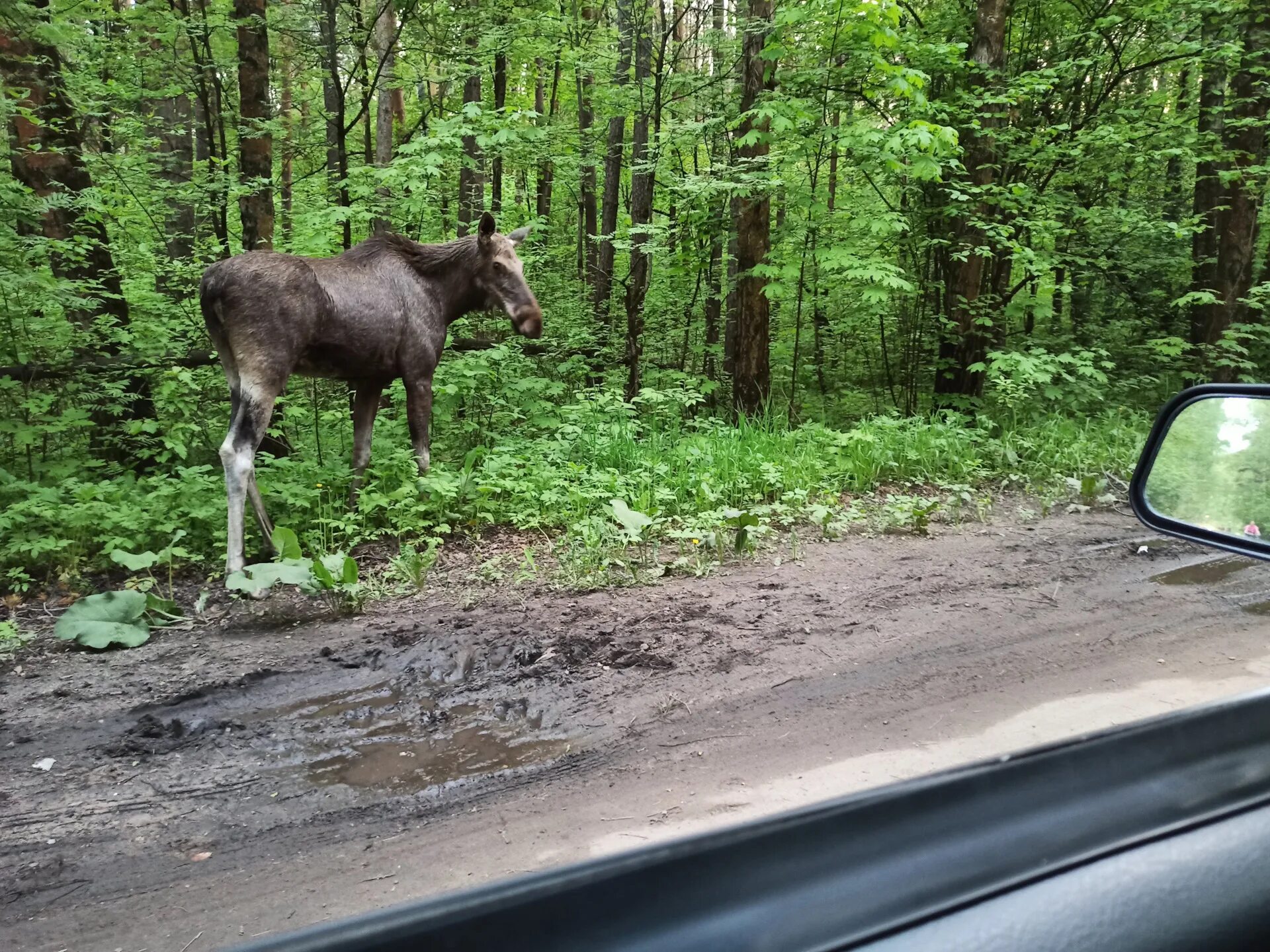 Поселок лоси. Парк Лосиный остров лоси. Лоси в Лосином острове. Лоси в парке Лосиный остров. Лосиный остров на машине.