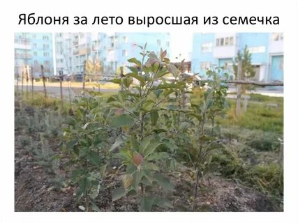 На яблоне росло 5