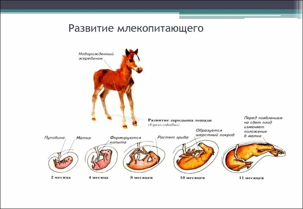 Цикл развития млекопитающих схема. Схема размножения и развития млекопитающих. Схема строения матки и стадии развития зародыша у млекопитающих. Схема развития млекопитающих 7 класс.