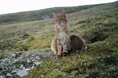 Большие коты алтай