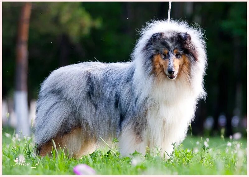 бордер колли мрамор. шотландская овчарка (колли). колли собака мраморная. колли мраморная. колли длинношёрстный.