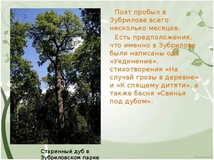 Под дубом 4