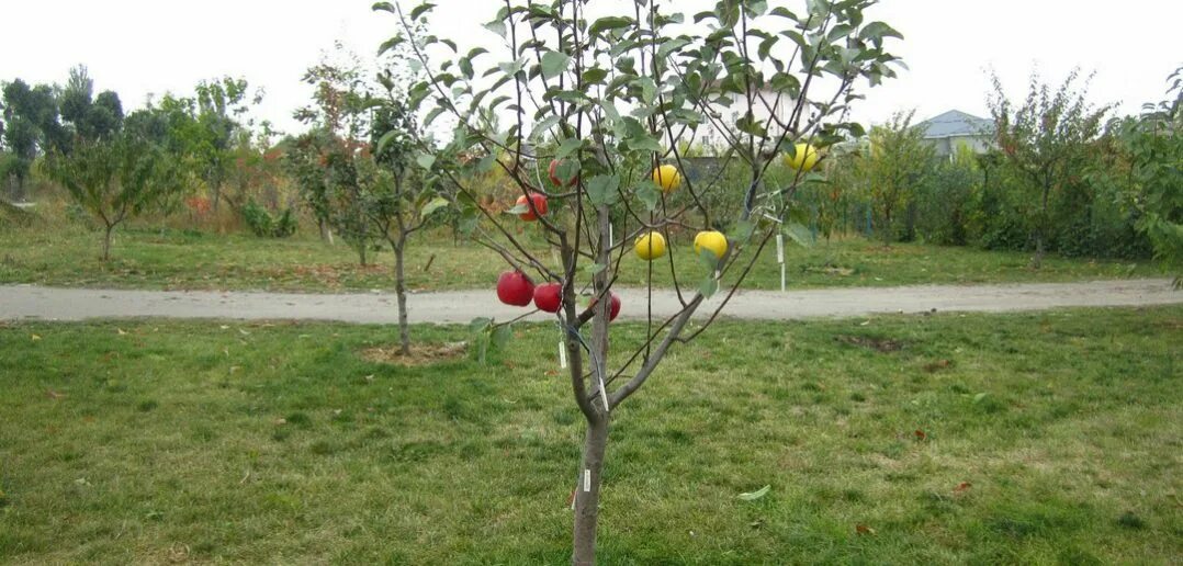 Сколько стоят плодовые деревья. Полукарликовые яблони. Саженцы яблонь Садоград. Саженцы яблони на полукарликовом подвое. Саженец яблони Сириус\.