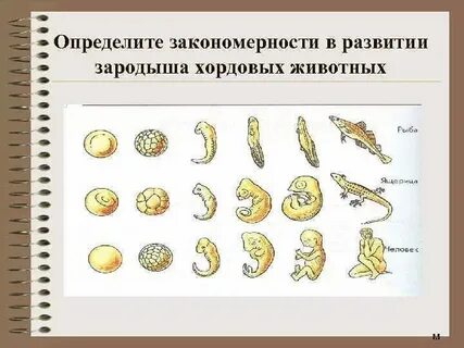 Изучение зародышей организмов