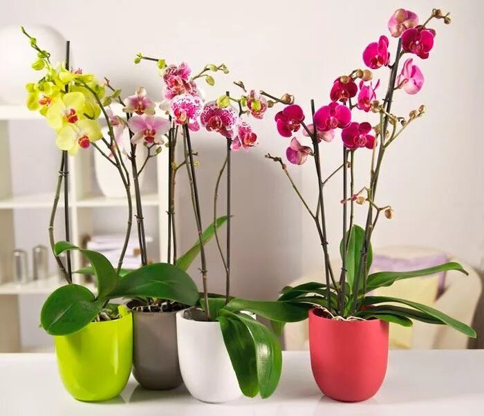 Орхидея уход после покупки. Орхидея декоративнолиственная. Цветы комнатные Орхидея. Орхидеи домашние. Орхидея в горшке.