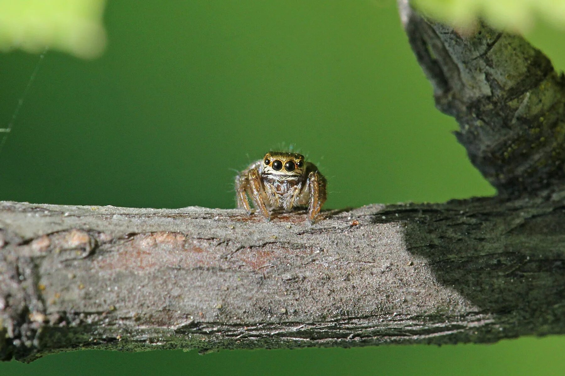 Птицеед хищник?. Коты едят пауков. Phidippus audax. Домашние насекомые питомцы. Паукообразные хищники.