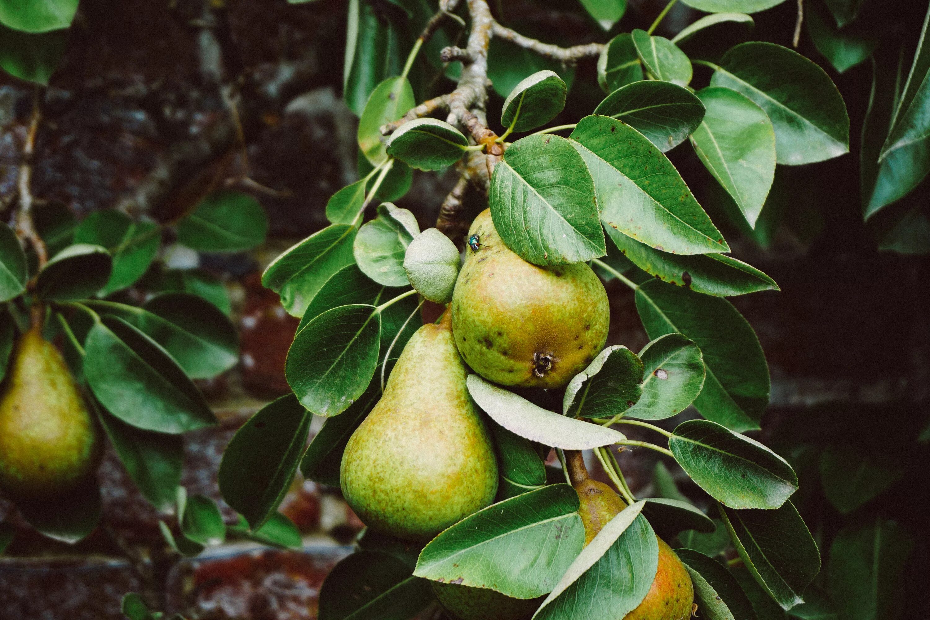 Фруктовые ветки. Груша бергамот осенний. Груша Армут. Груша. (Pear Tree) Williams. Груша Дюшес саженцы.