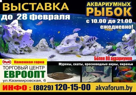 Выставка рыбок
