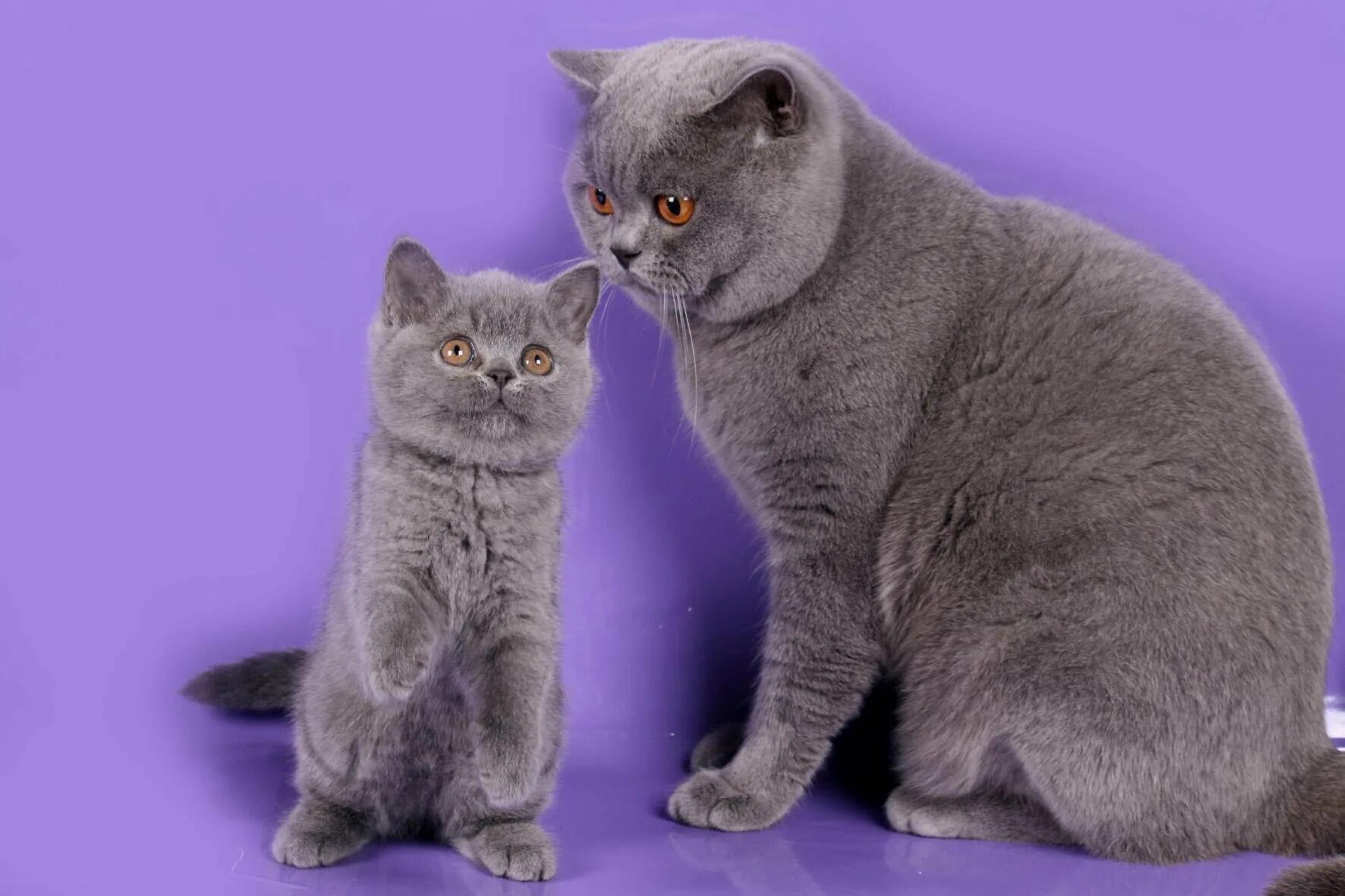 Британский и шотландский кот. Британская кошка котенок. британка котенок. британец маленький и большой. британская кошка и британский кот.