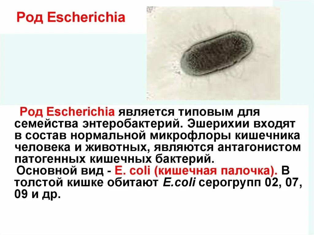 Кишечная палочка эшерихиоз. Бактерия Escherichia coli. Семейства бактерий Enterobacteriaceae род Escherichia. Бактерии рода Escherichia coli. Кишечные палочки какая группа