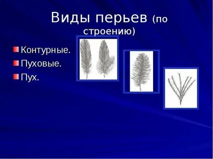 Сравните контурное и пуховое перо размеры