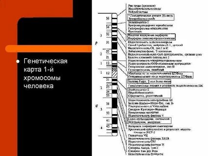 Где на практике используют генетические карты хромосом