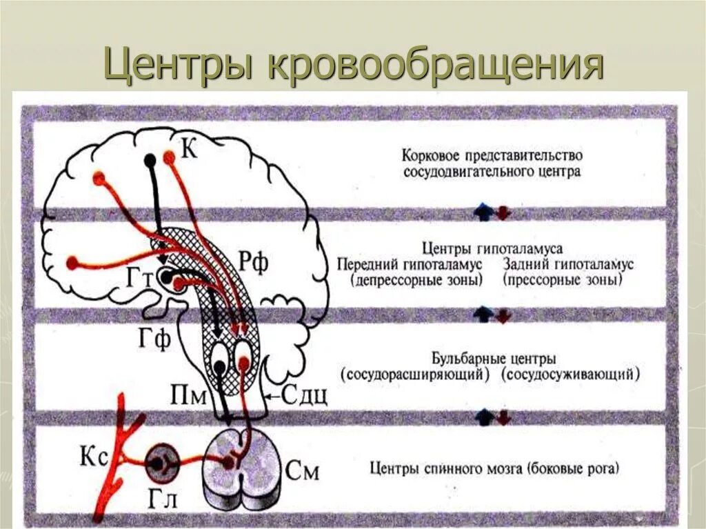 Регуляция системы кровообращения. Центр регуляции кровообращения. Регуляция кровотока. Центры дыхания и кровообращения. Регулируют кровообращение