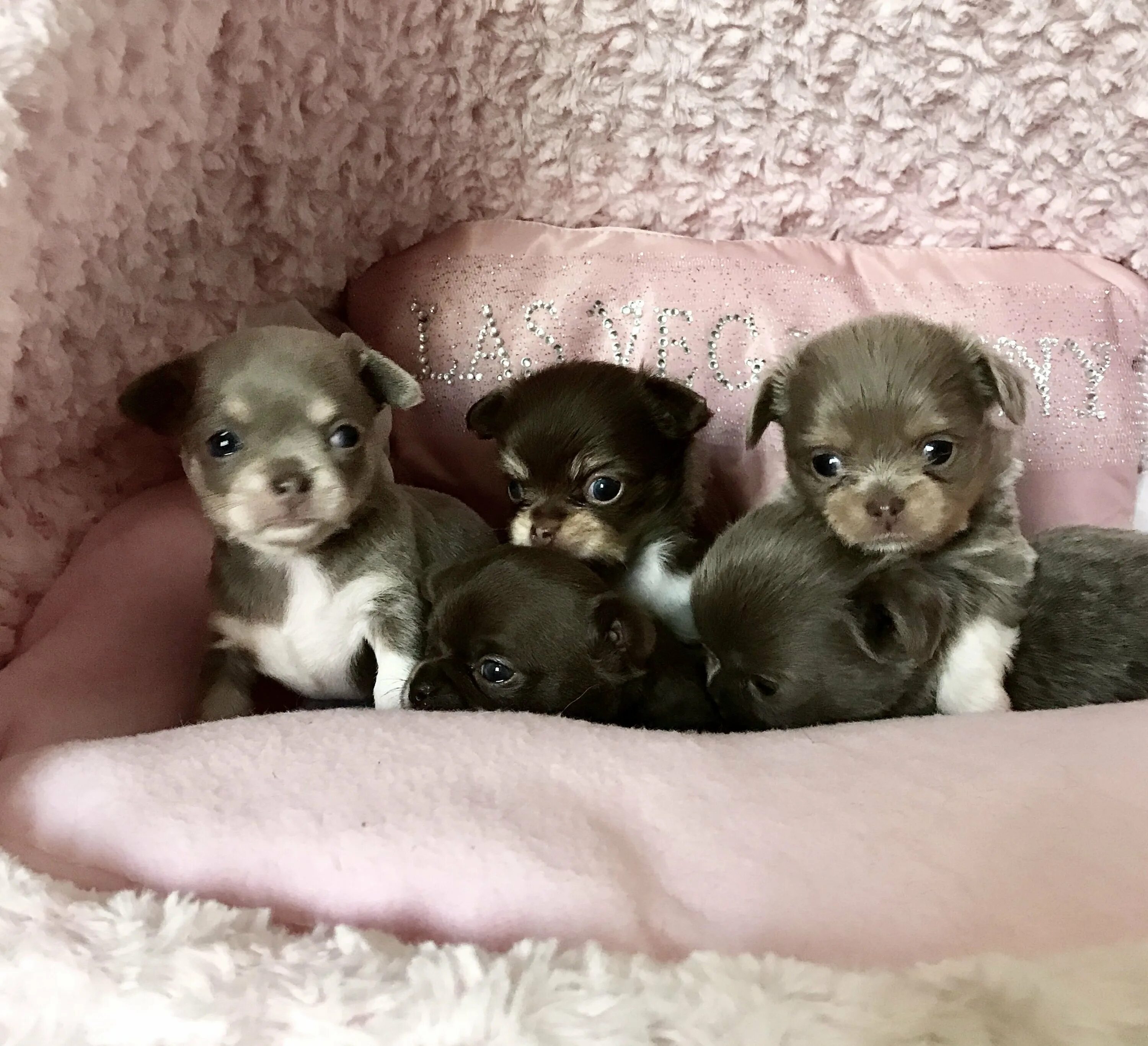 Щенки русского той терьера. Щенки. Маленькая собачка на руках. Как выглядят маленькие щенки. Бигль щенки новорождённые.