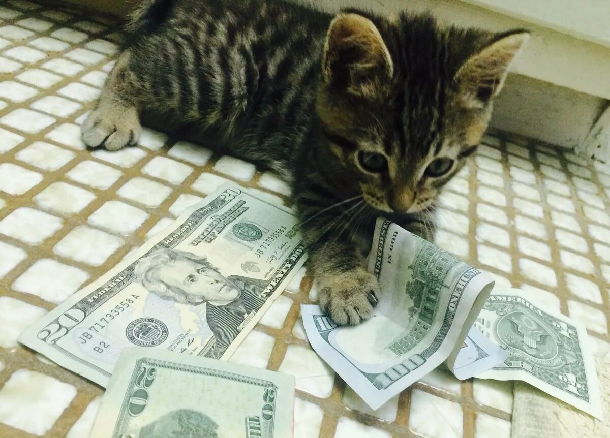 Игра money cat. Денежный котик. Котик с деньгами. Кот с купюрой. Кот с денежкой.