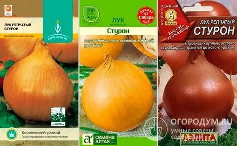 Лук стурон описание характеристика отзывы и фото