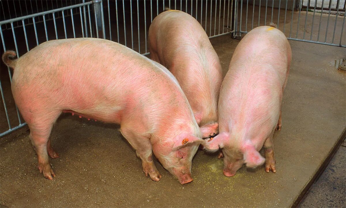Поросята. Расцветки свиней. Три свиньи. Свиноматка фото. Поросенок в приморском крае