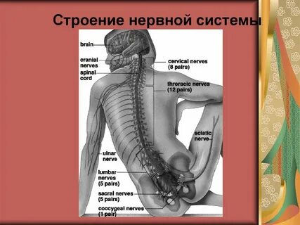Лекция нервная система