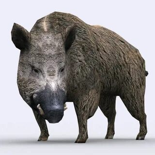 Кабан д