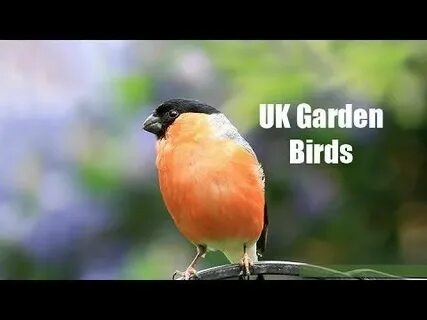 Wildlife garden