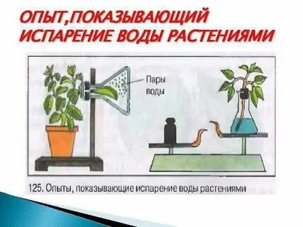 Примеры транспирации у растений