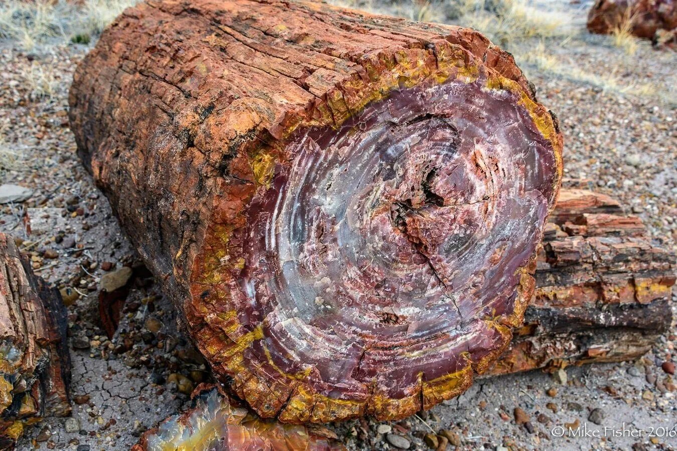 Окаменевшая смола хвойных. Окаменелое дерево.(Petrified Wood).. Окаменелые деревья в Аризоне. Окаменевший лес Петрифайд-Форест, США. Янтарь окаменевшая смола хвойных деревьев.