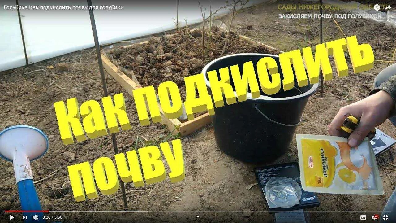 Чем подкислить голубику весной