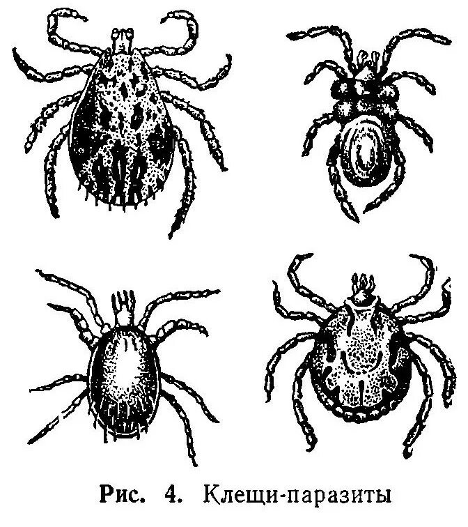 Паразитирующий клещ. Паразитиформные клещи иксодовые. Отряд паразитиформные клещи. Галловый клещ. Представитель отряда паразитиформные клещи.