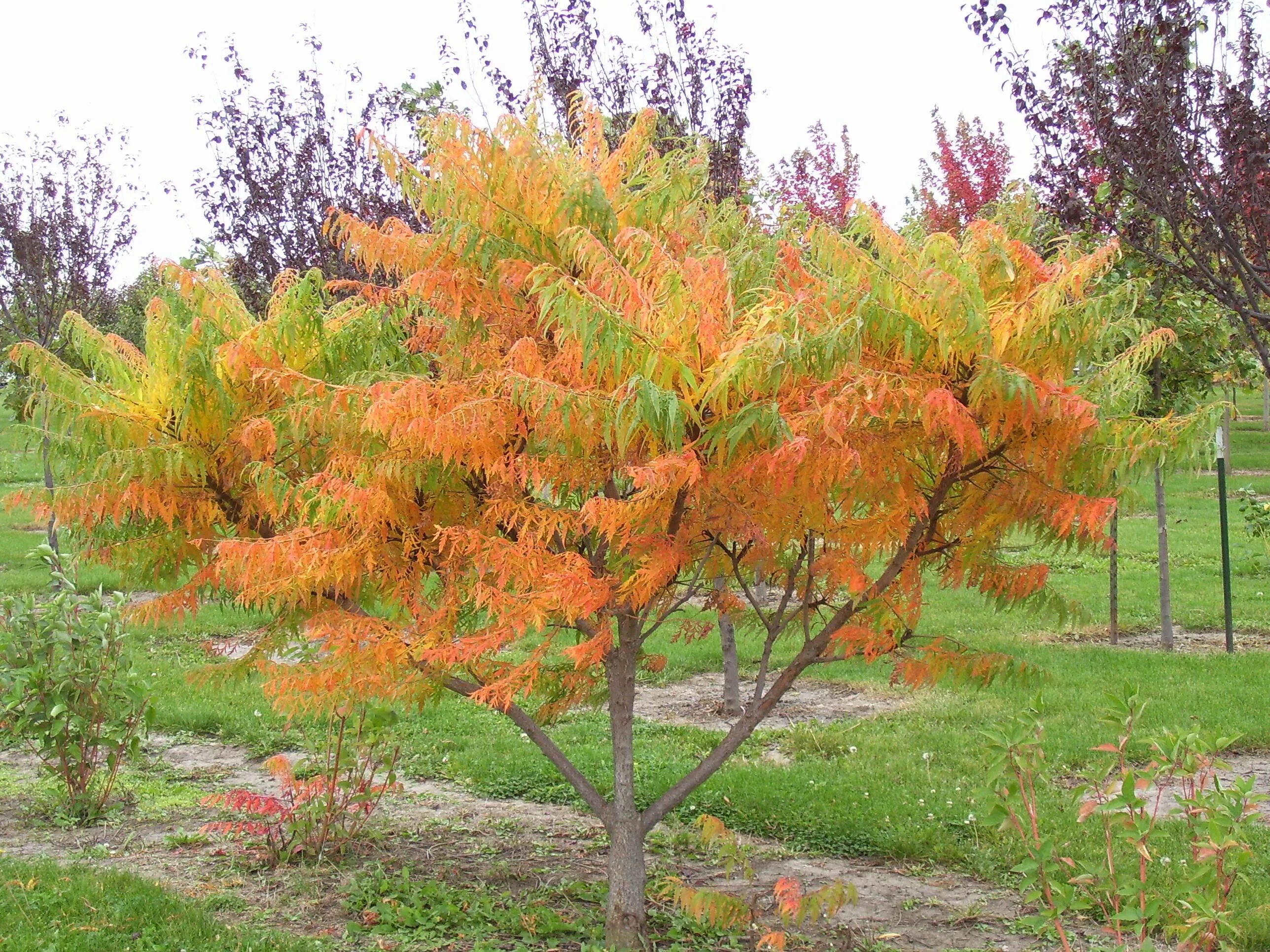 Сумах оленерогий Rhus typhina. Сумах оленерогий уксусное дерево. Каштан Сумах оленерогий. Сумах пушистый оленерогий уксусное дерево.