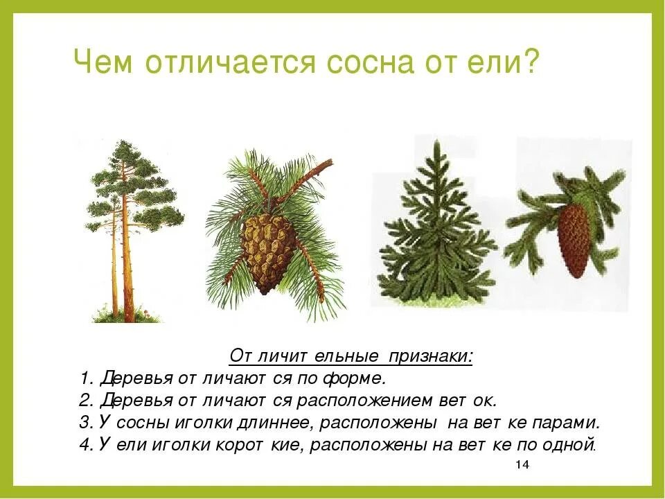 Практическая работа по теме: "Приспособления организмов к действию света и влажн