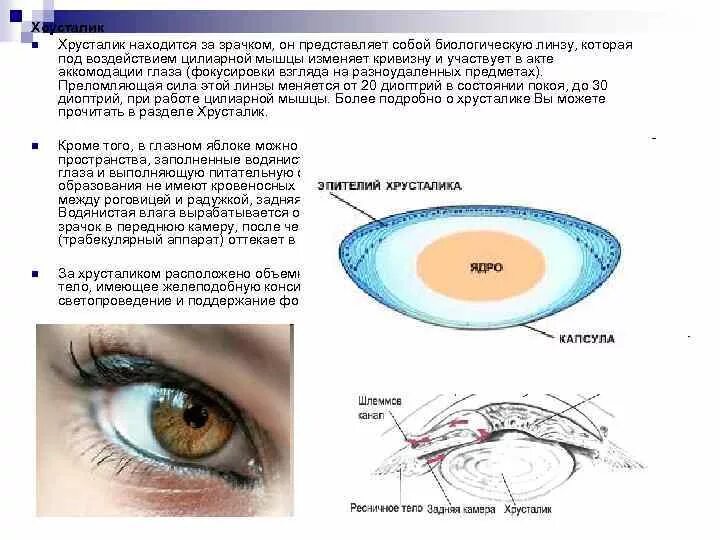 Практическая работа принцип работы хрусталика биология. Функция хрусталика глаза кратко. Хрусталик глаза функции. Схема хрусталика глаза. Схема строения хрусталика..