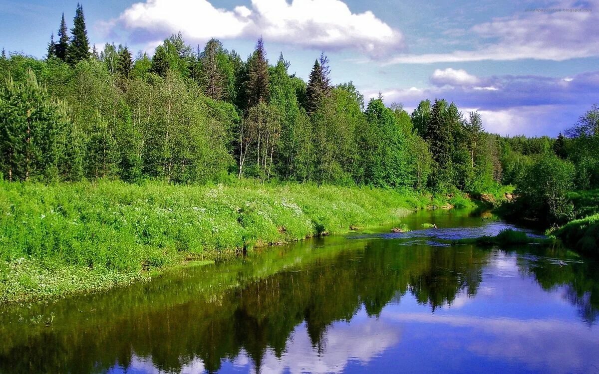 Река окруженная лесом. Лесная река. природа лес река. речка в лесу. речка с лесом.