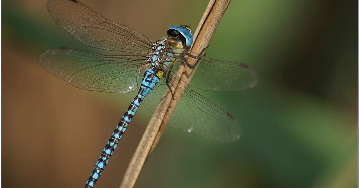 Разнокрылые (anisoptera. Стрекоза род. Дозорщик партенопа. Стрекоза aeshna cyanea. Род стрекоз.