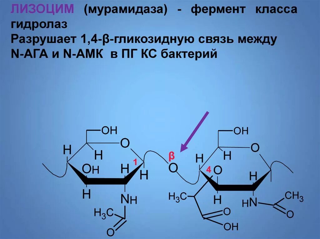 Лизоцим фермент. Гликозидная связь ферменты. Лизоцим пиридоксин. Амилаза и гликозидная связь. Класс гидролаз