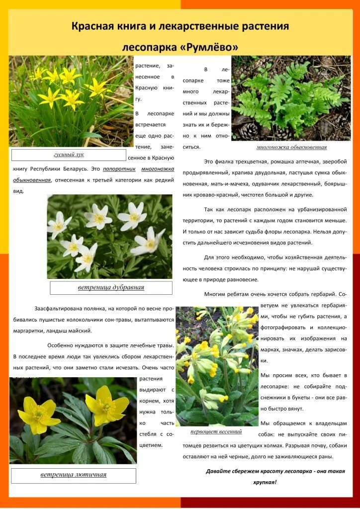 лекарственные растения занесенные в красную. растения красной книги челябинской области. презентация растения занесенные в красную книгу. первоцвет весенний примула весенняя. примула первоцвет весенний красная книга.