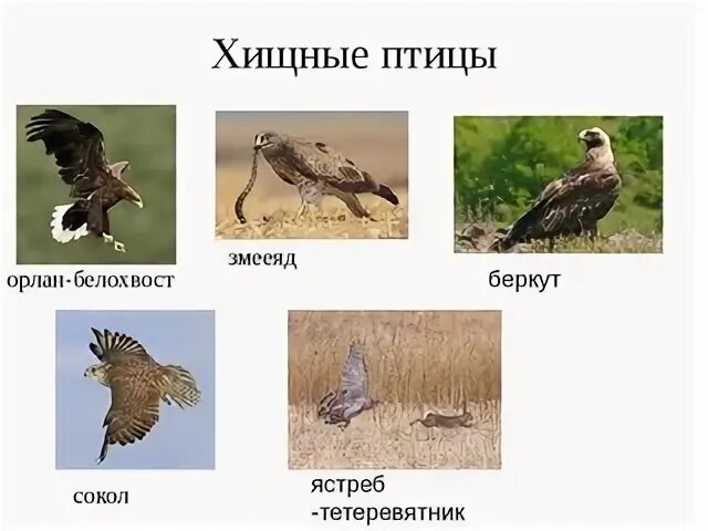 Хищные птицы какие виды
