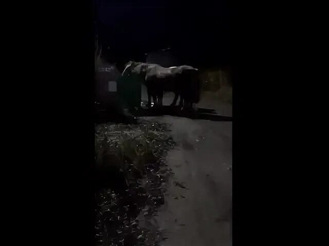 Реакция лошади на выстрел. Решала лошадь. Путин упал с лошади видео ютуб. Самая большая стая лошадей. Решала лошадь.