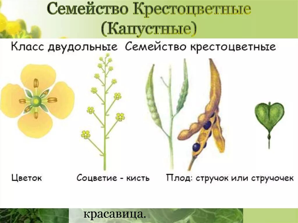 Плод крестоцветных капустных. Строение плода крестоцветных растений. Гинецей крестоцветных. Плоды крестоцветных капустных. Крестоцветные капуста соцветие.