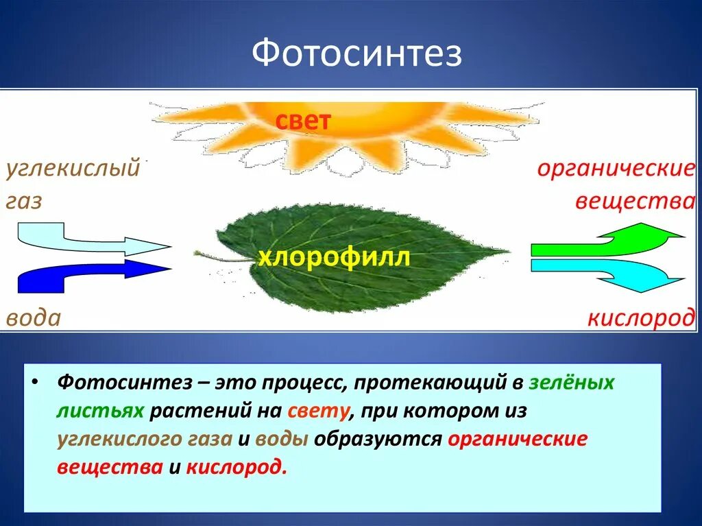 Связь с проявляется в процессе фотосинтеза. Процесс фотосинтеза 6 класс биология. С4 фотосинтез простая схема. Процесс фотосинтеза протекает. Схема процесса фотосинтеза.