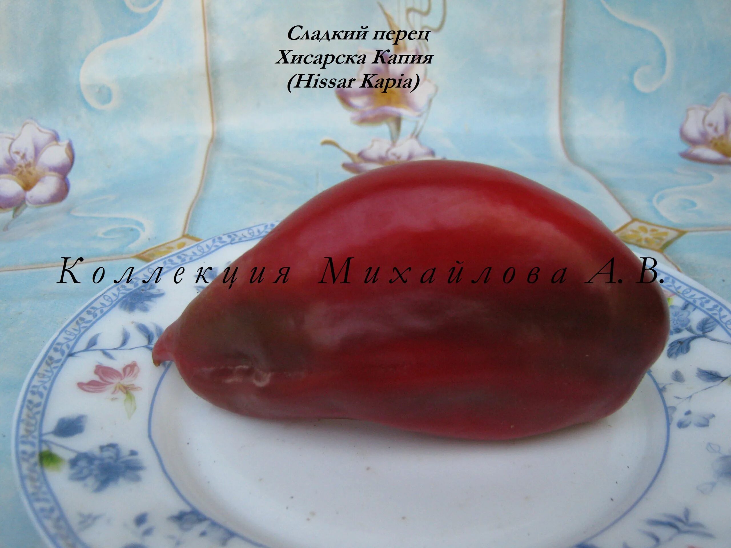 Отзыв о Семена перца Болгарские семена "Софийская капия" Очень сочный, вкусный, 