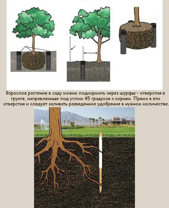Подкормка яблонь весной для большого урожая. Схема подкормки плодовых деревьев весной. схема подкормки яблони весной. удобрения под яблоню. внесение удобрений под деревья.