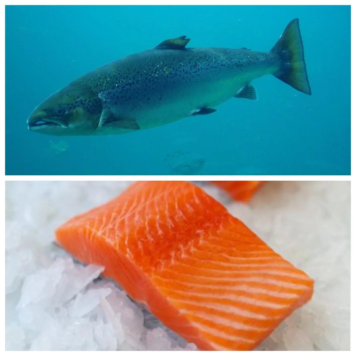 Семга и форель отличия фото. Arctic salmon лосось. the atlantic salmon. лосось семга форель кета. семга и форель.