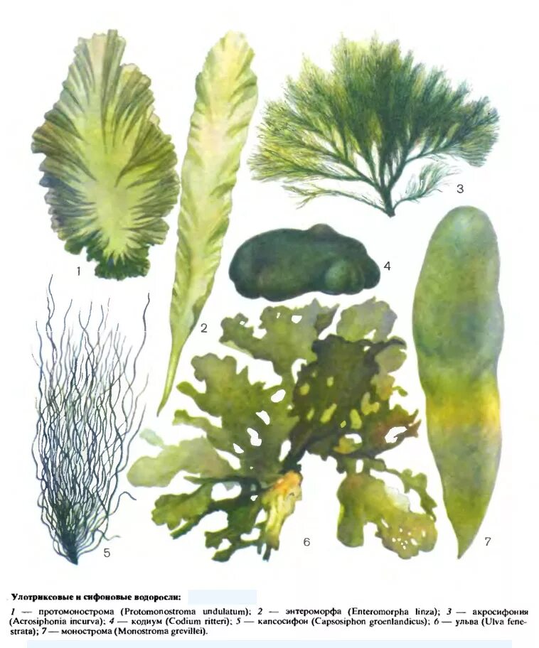 Учебник водоросли. Зелёные водоросли. Ульвофициевые водоросли. Ламинария зеленая водоросль. Зеленый.