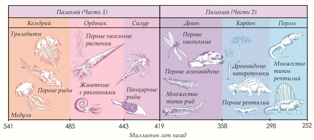 Палеозой сканворд. Кембрий Ордовик Силур Девон таблица. Кембрий Ордовик Силур таблица. Периоды Кембрий Ордовик. Эры и периоды Кембрий Ордовик.