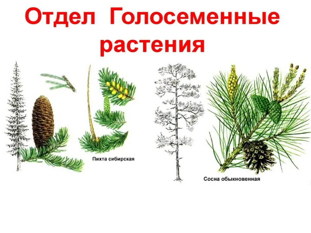 3 голосеменных растения названия