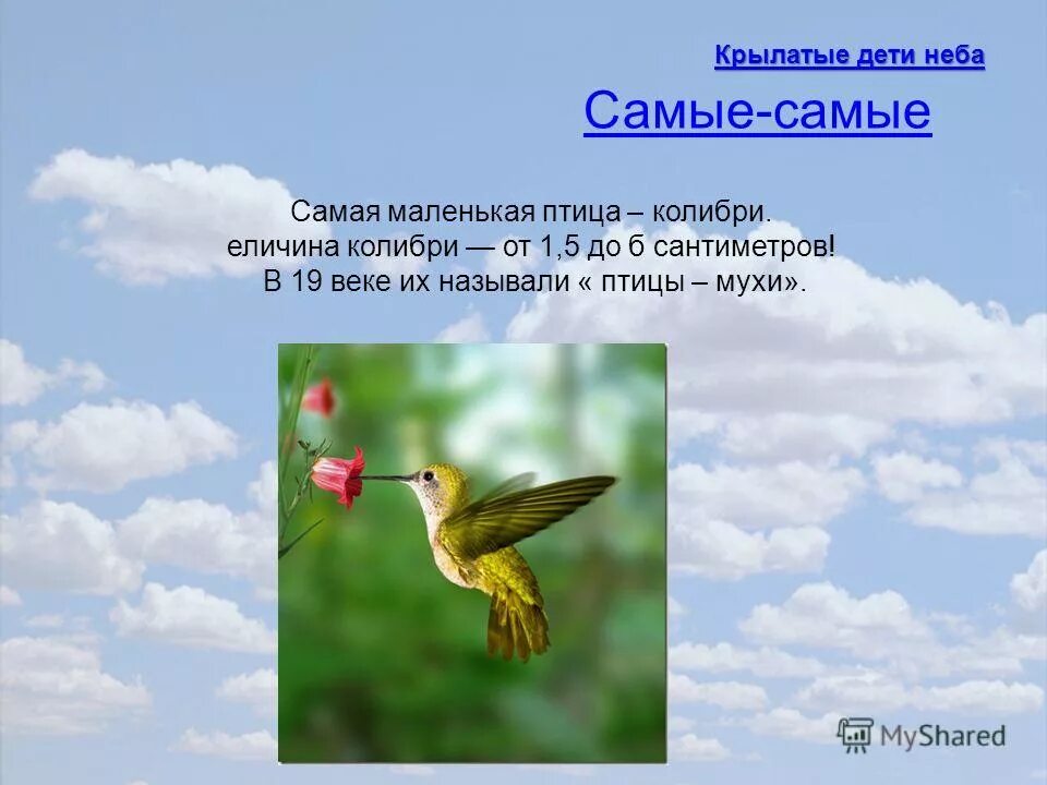 самая крылатая. полуптица полулев. гриффон лев. самая крылатая. гарпии полуженщины-полуптицы.