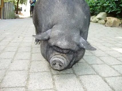 Вислоухая свинья