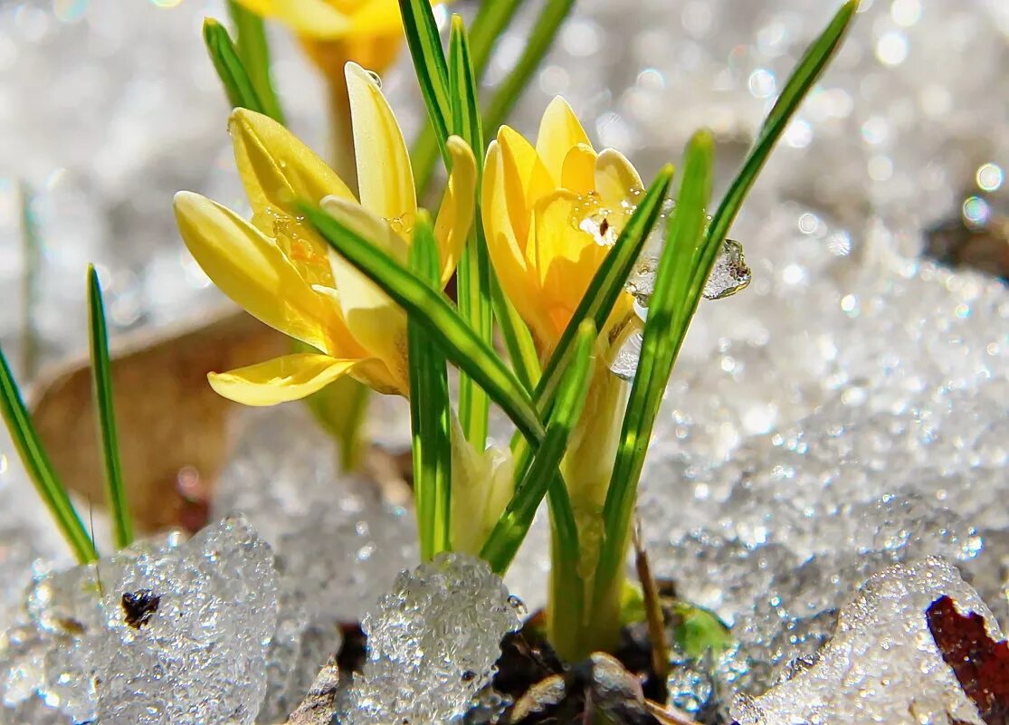 крокус ветреница. примула первоцвет весенний. примула первоцвет весенний. весенние первоцветы фото. желтые подснежники первоцветы.